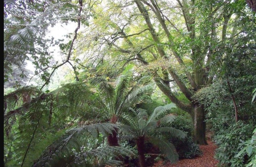 Penjerrick Garden, United Kingdom